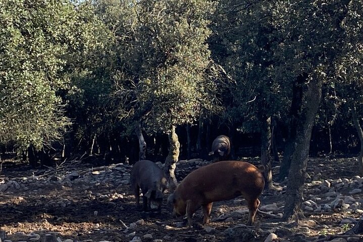 La Rioja Biosfera Azienda Suina Biologica e Degustazione di Prosciutto e Vino