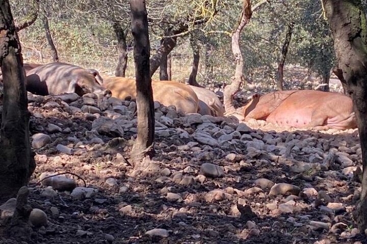 La Rioja Biosfera Azienda Suina Biologica e Degustazione di Prosciutto e Vino