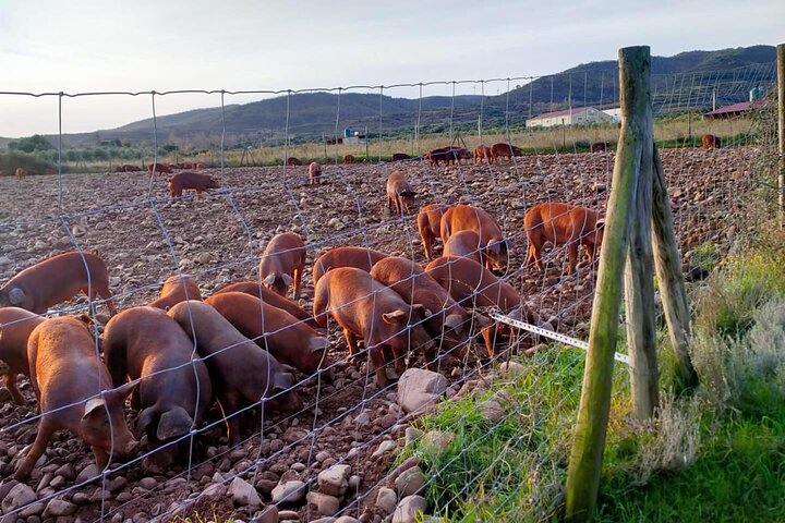 La Rioja Biosfera Azienda Suina Biologica e Degustazione di Prosciutto e Vino