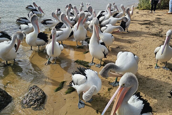 Phillip Island: Golden Hour Penguin Express Tour med Island Pickup