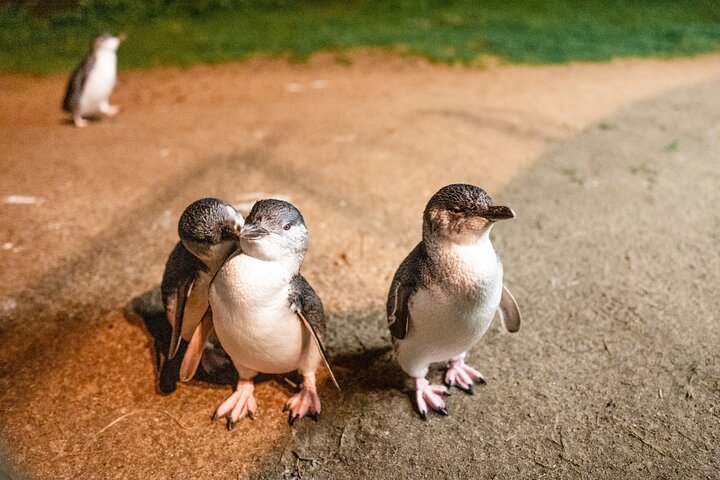 Phillip Island: Golden Hour Penguin Express Tour med Island Pickup