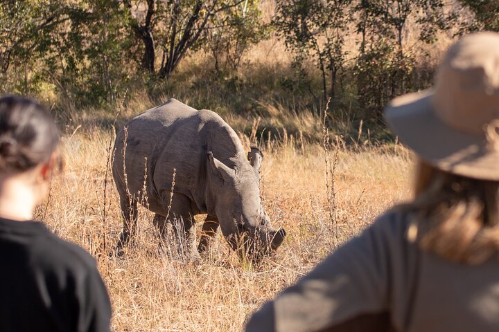 Rastreo de rinocerontes de Matobo y arte rupestre desde Bulawayo