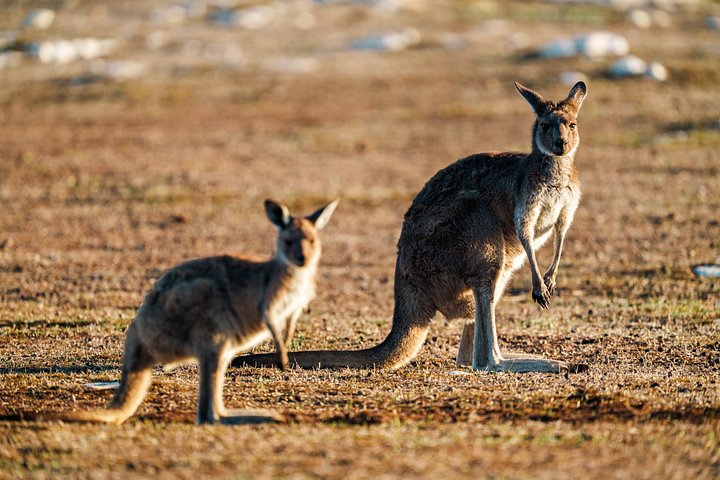 Tour di mezza giornata al Parco nazionale di Port Lincoln