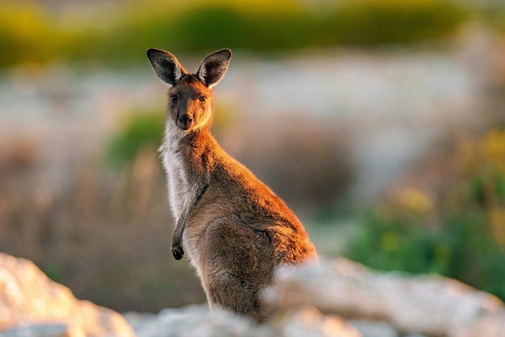 Tour di mezza giornata al Parco nazionale di Port Lincoln
