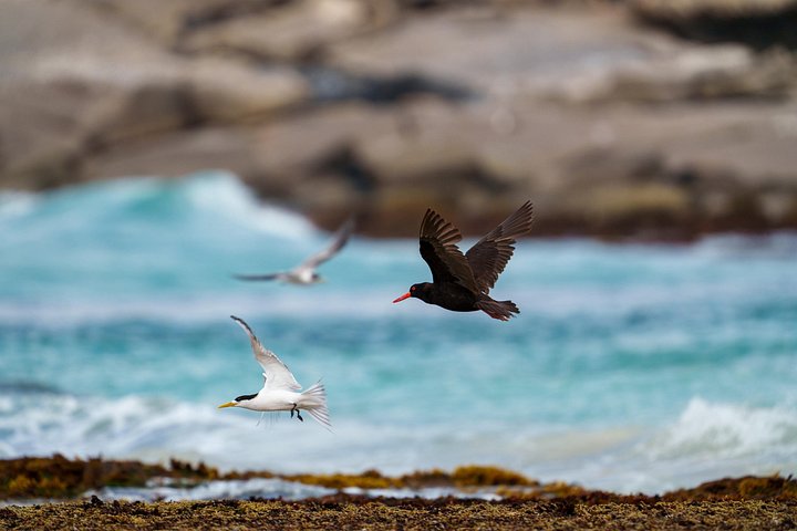 Tour di mezza giornata al Parco nazionale di Port Lincoln