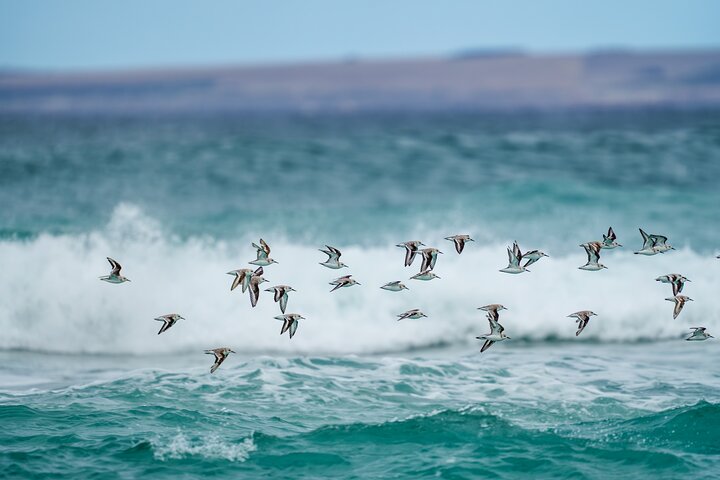 Tour di mezza giornata al Parco nazionale di Port Lincoln
