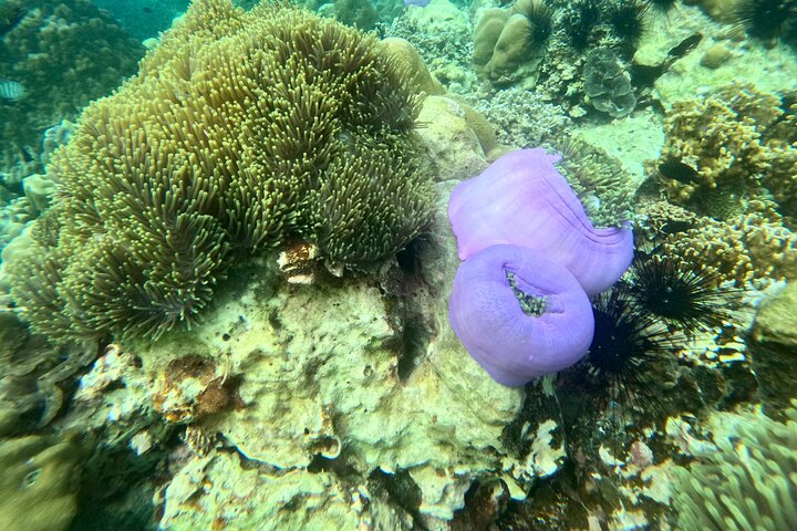 Snorkeling B Far way with longtail boat