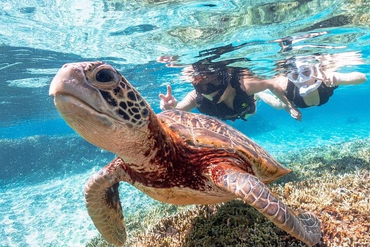 Okinawa Miyako havskildpadde Snorkeling Gratis Pick up and drop off