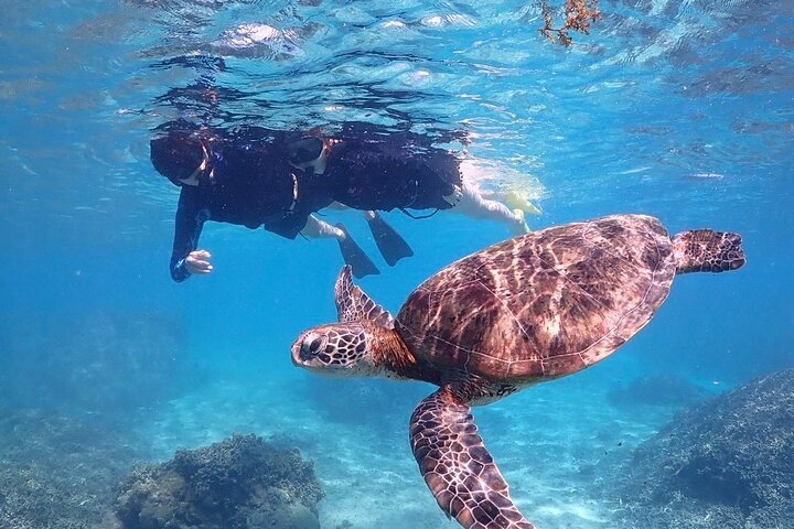 Okinawa Miyako havskildpadde Snorkeling Gratis Pick up and drop off