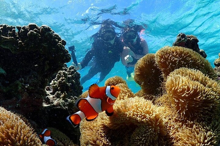 Okinawa Miyako havskildpadde Snorkeling Gratis Pick up and drop off