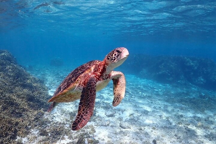 Okinawa Miyako havskildpadde Snorkeling Gratis Pick up and drop off
