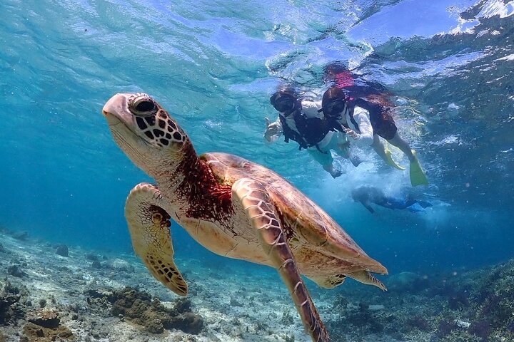 Okinawa Miyako havskildpadde Snorkeling Gratis Pick up and drop off