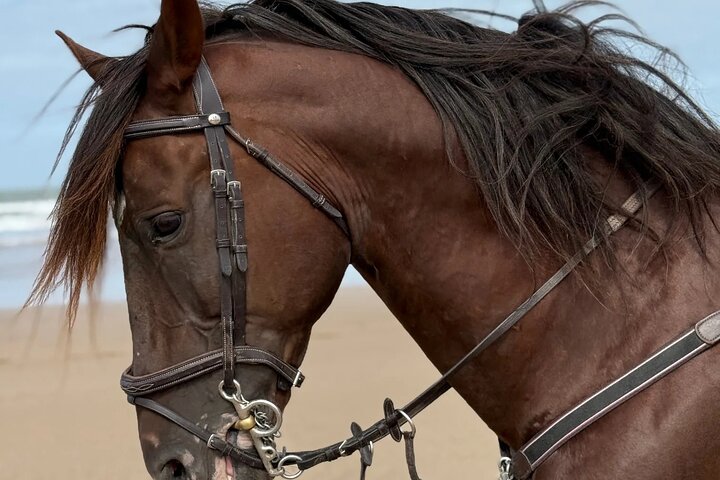 Paseos a caballo en Essaouira - Essaouira HorseRiding