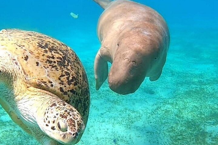 Paseo en barco por Marsa Mubarak con tortugas y dugongos desde Marsa Alam