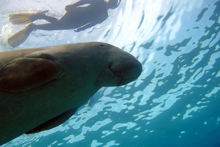 Paseo en barco por Marsa Mubarak con tortugas y dugongos desde Marsa Alam