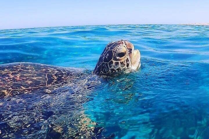 Paseo en barco por Marsa Mubarak con tortugas y dugongos desde Marsa Alam