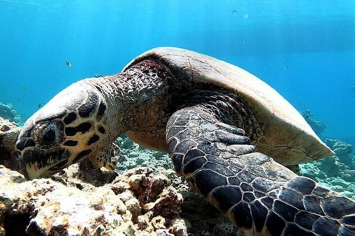 Paseo en barco por Marsa Mubarak con tortugas y dugongos desde Marsa Alam
