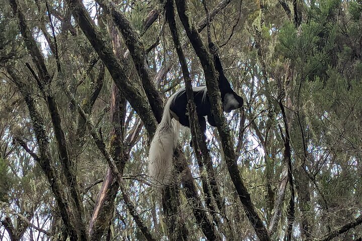 Experiencia de un día en el Kilimanjaro por KILITA SAFARIS
