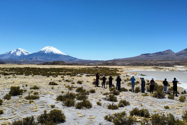 Visite du lac Chungará et du parc de Lauca au départ d'Arica avec déjeuner