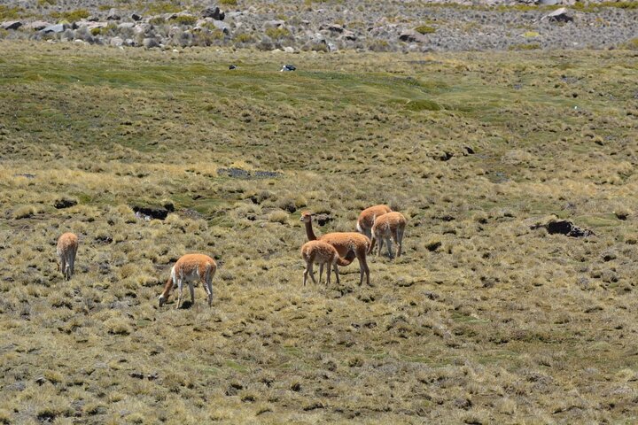 Visite du lac Chungará et du parc de Lauca au départ d'Arica avec déjeuner