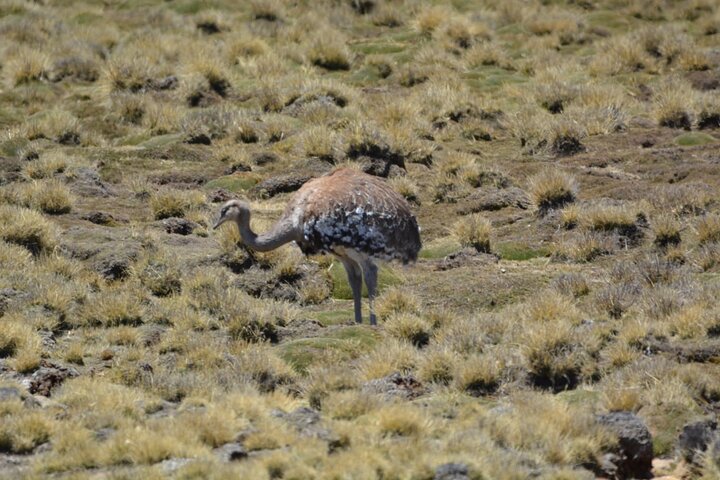 Visite du lac Chungará et du parc de Lauca au départ d'Arica avec déjeuner