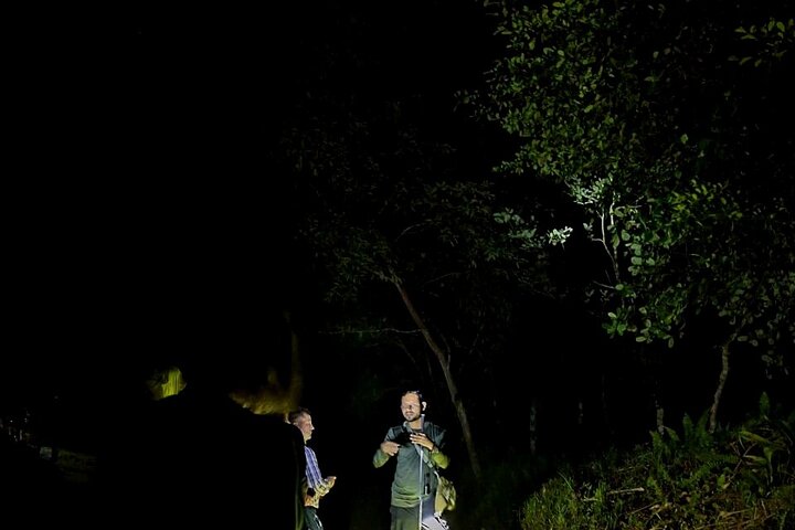 La Fortuna Night Walk at Arenal Volcano: Rainforest Wildlife Tour