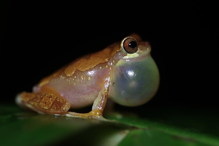 La Fortuna Night Walk at Arenal Volcano: Rainforest Wildlife Tour