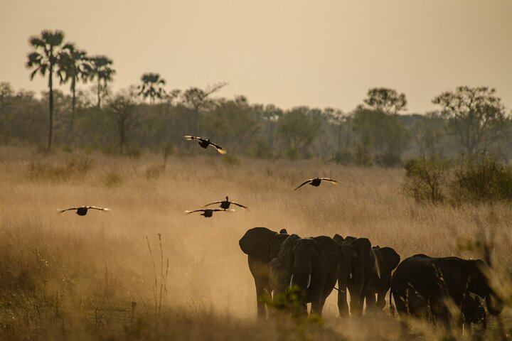 Full-Day Chobe National Park Game Drive from Kasane