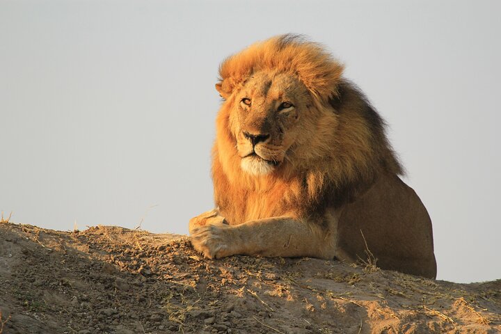 Full-Day Chobe National Park Game Drive from Kasane