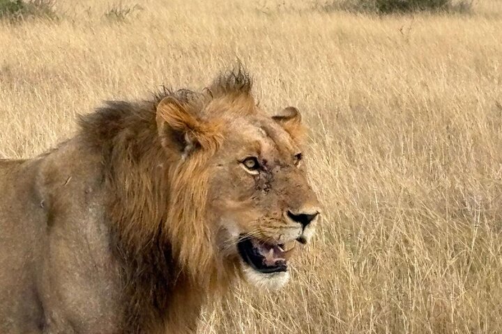 Kigali: Full-Day Akagera Safari + Optional Boat Ride