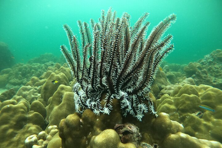 Tour de 7 Ilhas Invisíveis em Koh Lipe por um barco longtail privado