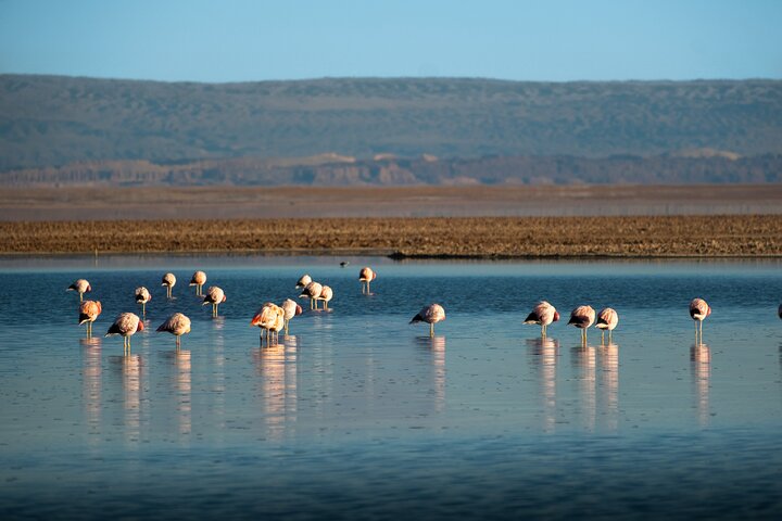 Tour Día Completo a Piedras Rojas, Lagunas Altiplanicas y Chaxa