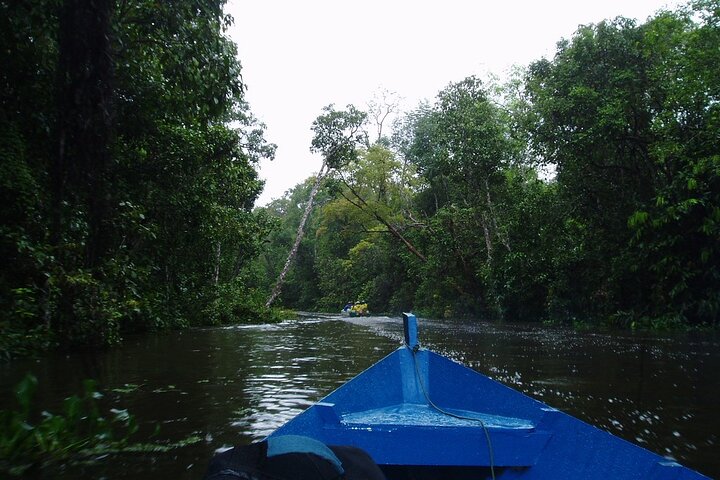 Sandakan : 2D1N Sukau Rainforest Wildlife reis en cruises