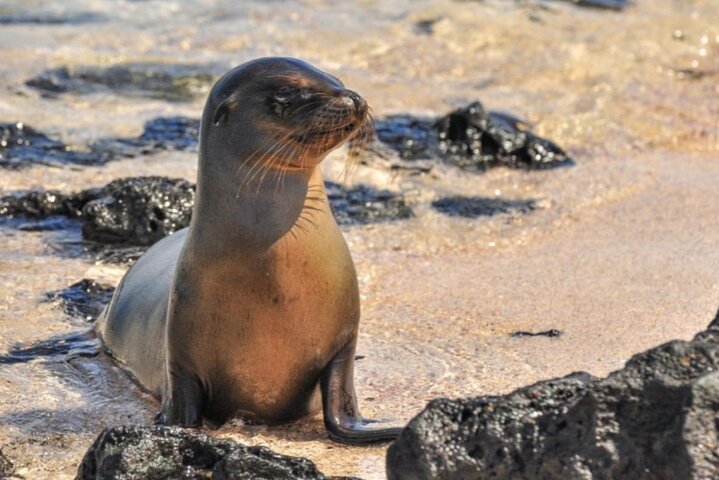 Tour di 7 giorni dell'isola delle Galapagos saltando con 3 isole