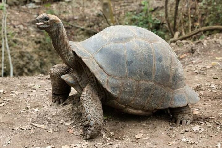 Tour di 7 giorni dell'isola delle Galapagos saltando con 3 isole
