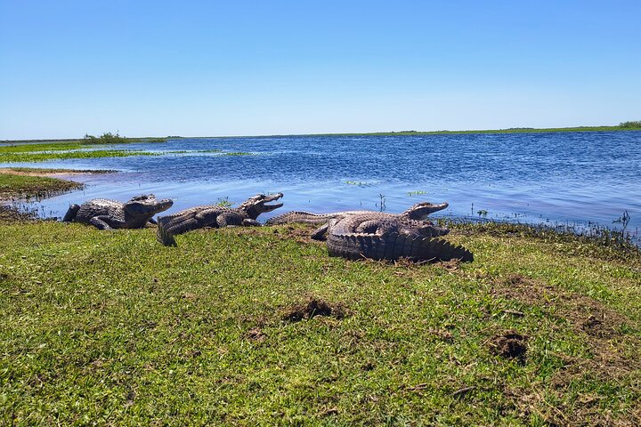 Anslut till naturen i Iberá på en privat rundtur