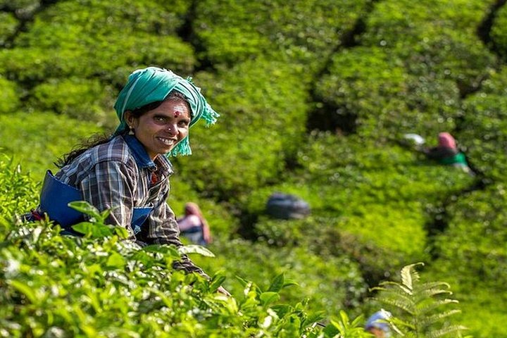 5-dagers Kerala tur med privat bil Houseboat Munnar og Thekkady