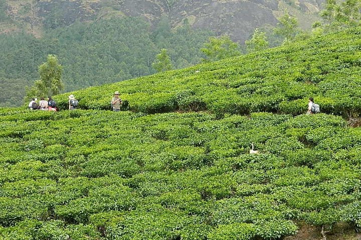 5-dagers Kerala tur med privat bil Houseboat Munnar og Thekkady