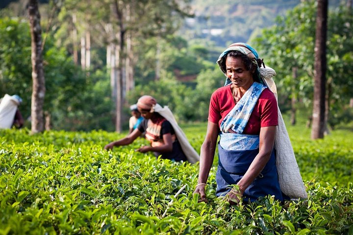 5-dagers Kerala tur med privat bil Houseboat Munnar og Thekkady