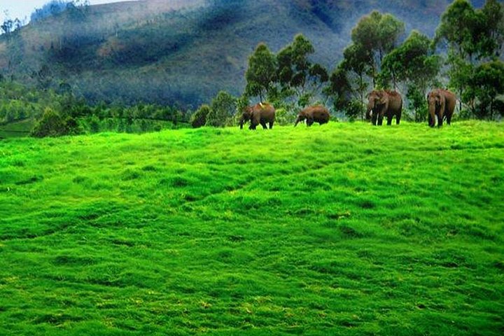5-dagers Kerala tur med privat bil Houseboat Munnar og Thekkady
