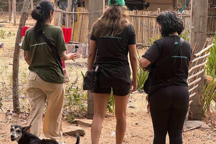 Bénévolat auprès des animaux et des communautés de Guajira