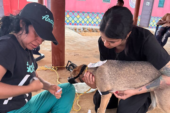 Bénévolat auprès des animaux et des communautés de Guajira