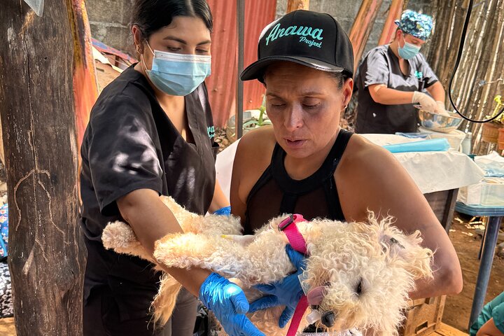 Bénévolat auprès des animaux et des communautés de Guajira