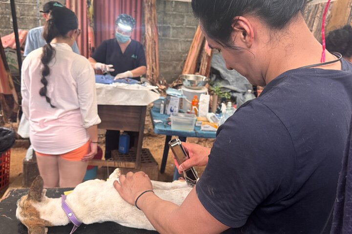 Bénévolat auprès des animaux et des communautés de Guajira