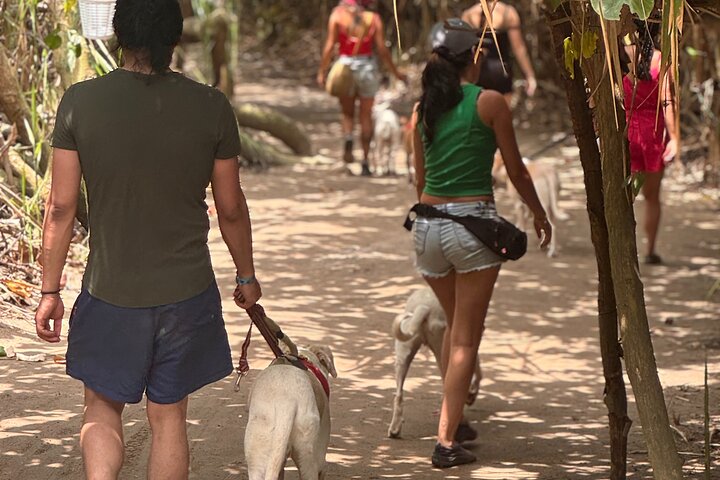 Bénévolat auprès des animaux et des communautés de Guajira