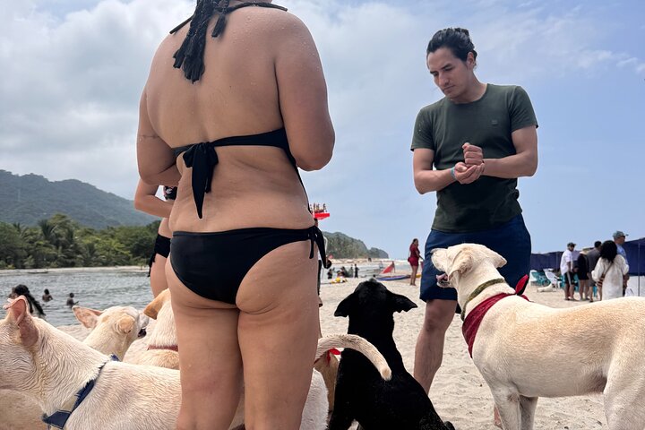 Bénévolat auprès des animaux et des communautés de Guajira