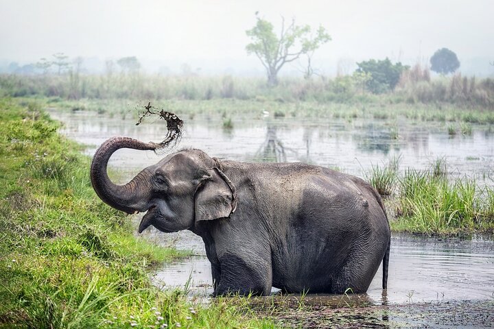 Halve dag Jeep Safari delen in Chitwan National Park