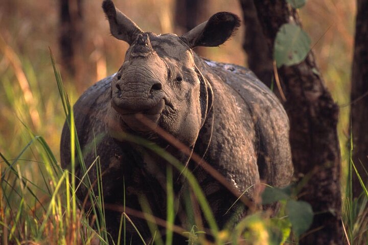 Halve dag Jeep Safari delen in Chitwan National Park