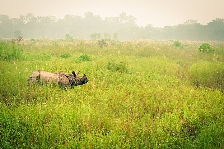 Halve dag Jeep Safari delen in Chitwan National Park