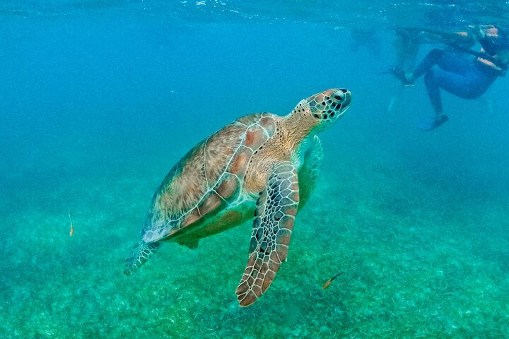 Tulum Ruinen, Schildkröten in Akumal und Cenote Tour